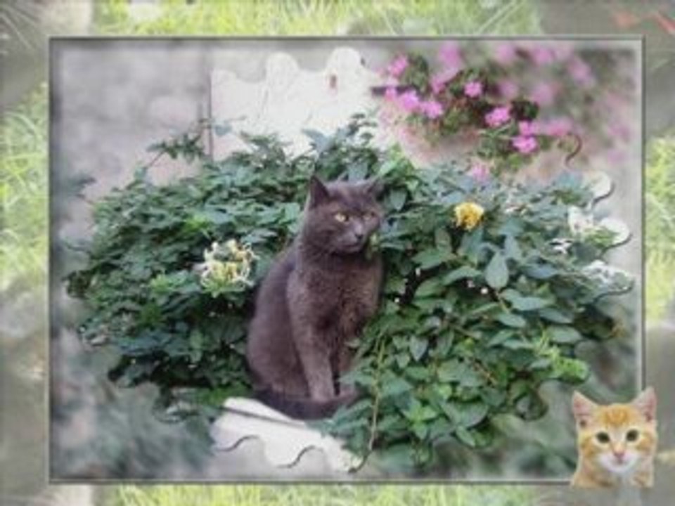 Les Chats Noirs