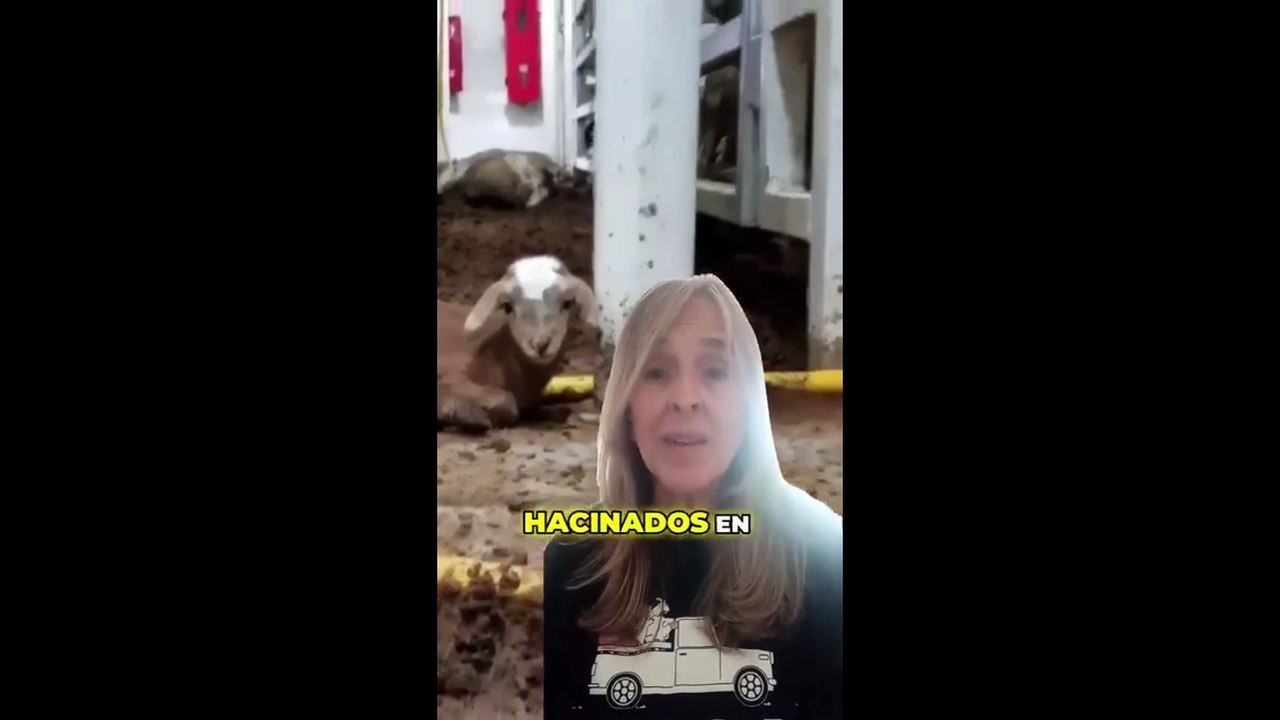 El reclamo proteccionista contra el decreto 133 que permitió la vuelta del traslado de ganado vivo en barcos