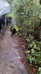 🇮🇩🌧️🐒💚 SMILE | En Indonésie, des touristes ont filmé un orang-outan en train d’improviser un parapluie pour se protéger de la pluie.