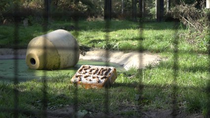 Herne Bay's beloved Boki the bear celebrates one year since his successful surgery