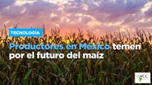 Productores en México temen por el futuro del maíz