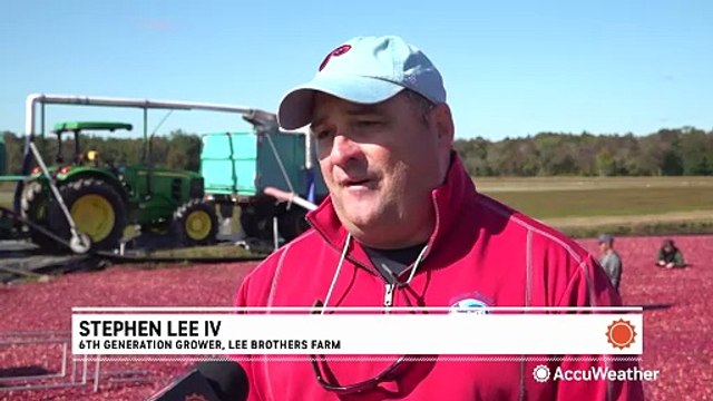 Cranberry farmers hopeful for a comeback this year after devastating 2024 drought