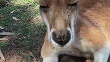 Kangaroo diaries only in Australia