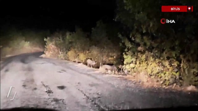 Bitlis Tatvan'da domuz sürüsü görüntülendi