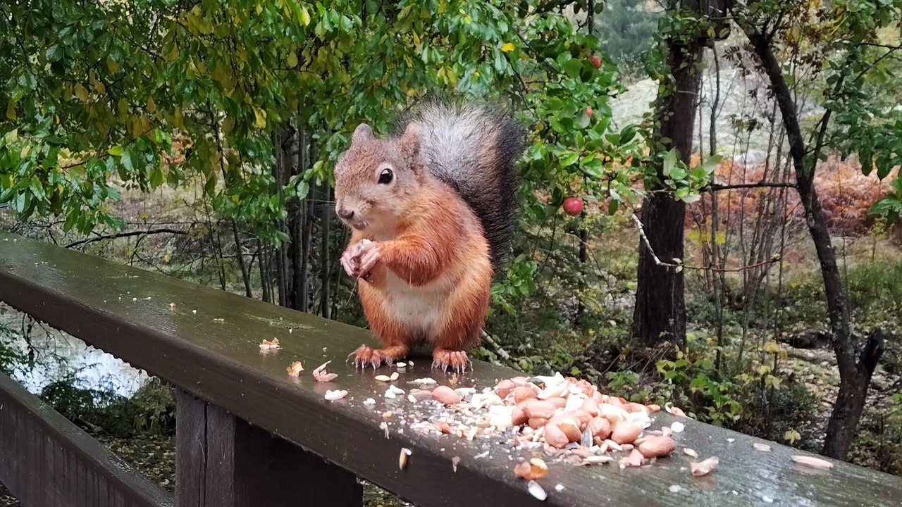 Red Squirrel Sitting and Eating Peanuts