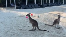 Kangaroos at the beach
