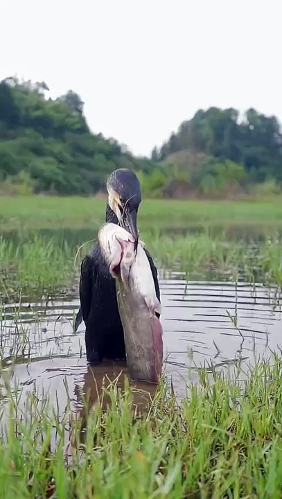 Unbelievable! Bird Swallows a Snakehead