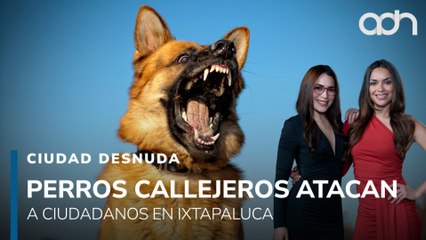 Perros callejeros atacan a ciudadanos en Ixtapaluca I Ciudad Desnuda