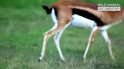 "The Secret Life of Hyenas | Nature’s Most Misunderstood Predator