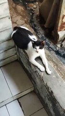 This pregnant stray cat only has one eye