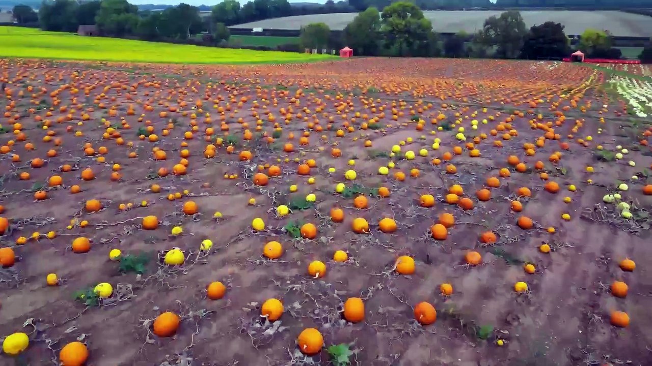 Incredible footage shows 40,000 pumpkins ready to be picked for Halloween