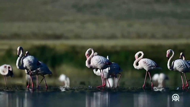 Erçek Gölü, göç eden flamingolara da ev sahipliği yapıyor