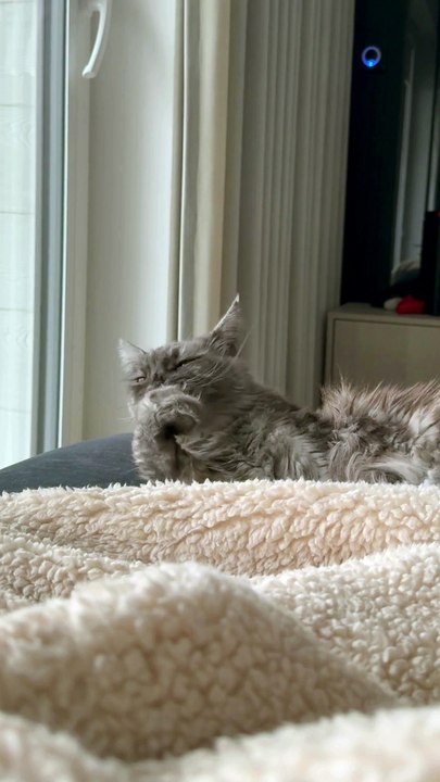 Good Morning! She’s Already in Weekend Mode 😻 Time for Cat Spa & Chill! #cat #funnycats #shorts #shortvideo #cute #viralcats #trending #fyp