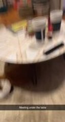 Three Adorable Dogs Have Playful Argument Under Table