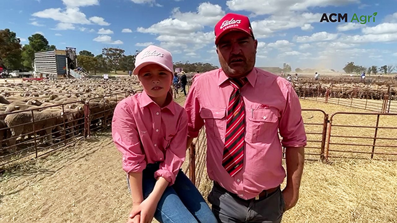 Lameroo offshears ewe sale