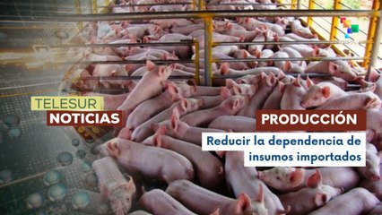Cubanos apuesta por recuperar la producción porcina