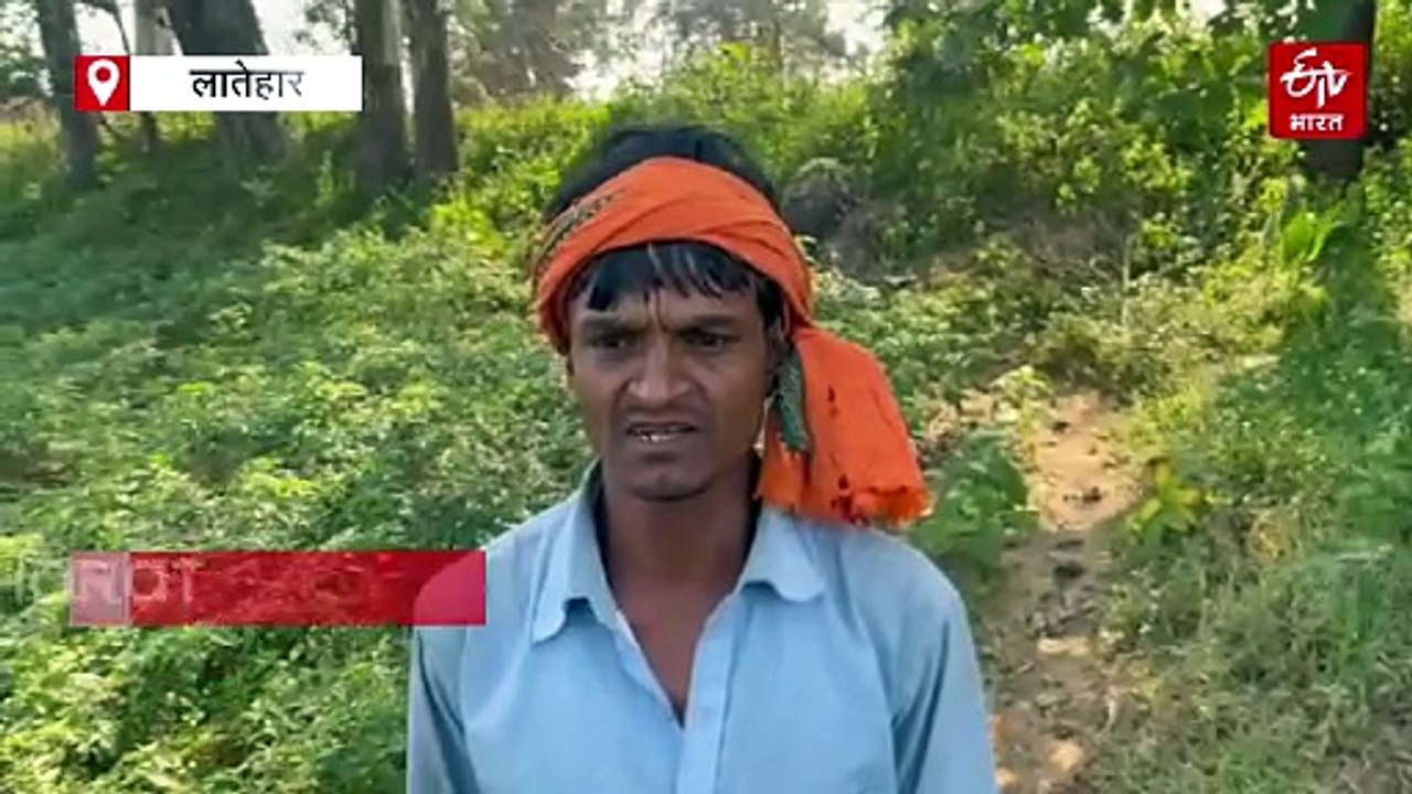 लातेहार में जंगली हाथियों का उत्पात, खेतों में लगी फसलों को रौंदा और कई घरों को किया ध्वस्त
