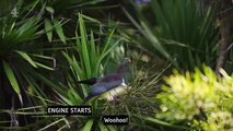 George Clarke’s Homes in the Wild - Season 1 Episode 2 - Rakino Island, New Zealand