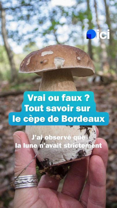 VIDÉO - Vrai ou faux : tout ce qu’il faut savoir sur le cèpe de Bordeaux, roi des champignons