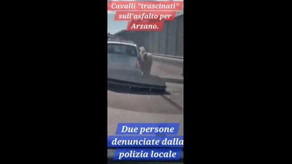 Arzano, cavallo ferito trascinato con l'auto