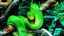 Beautiful But Deadly The Green Tree Python Story