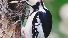 The woodpecker is feeding ITS mate