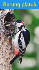 The woodpecker is feeding ITS mate