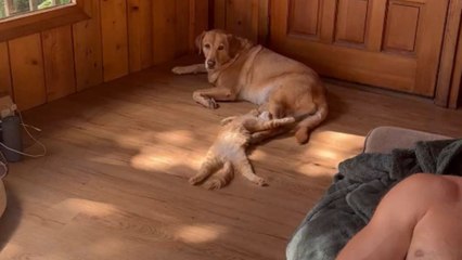 Kitten learns to trust a family dog after being saved from car engine