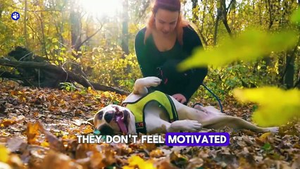 Signs Your Dog Hates You_ Stop Making These Mistakes