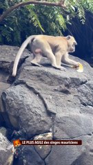 LE PLUS AGILE des singes mauriciens