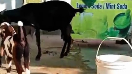 Desi Crossbreed Goat for sale & 2 cute Ablak Female Kids