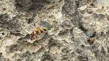 UN JOLI CRABE sur les falaises de Maurice