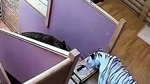 This woman found an angry leopard at her door ❤️ #shorts