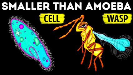 New Things I Googled About Animals Today