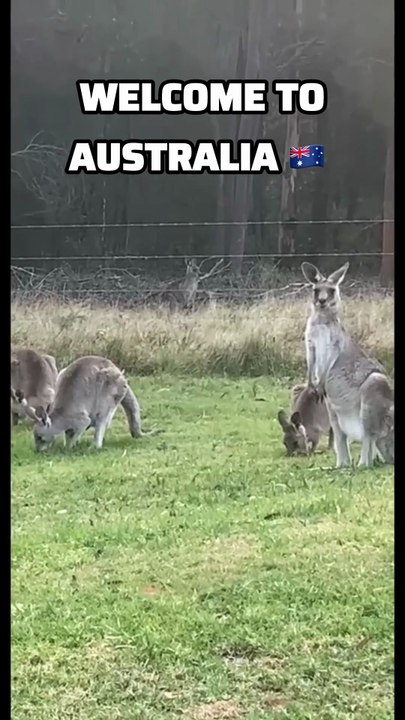Kangaroo diaries only in Australia