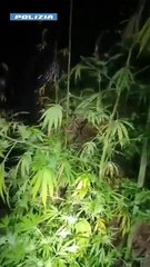 Como, tre amici in società per la coltivazione di droga: arrestati dalla Squadra Volante