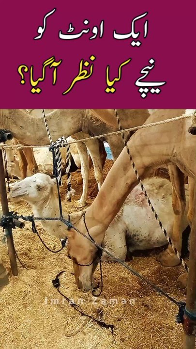 CAMEL ko nichy kia Nazar Aya? 😲