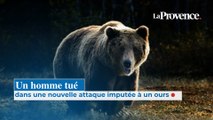 Un homme tué dans une nouvelle attaque imputée à un ours