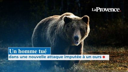 Un homme tué dans une nouvelle attaque imputée à un ours