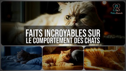 Faits Incroyables sur le Comportement des Chats : Leurs Secrets Révélés !