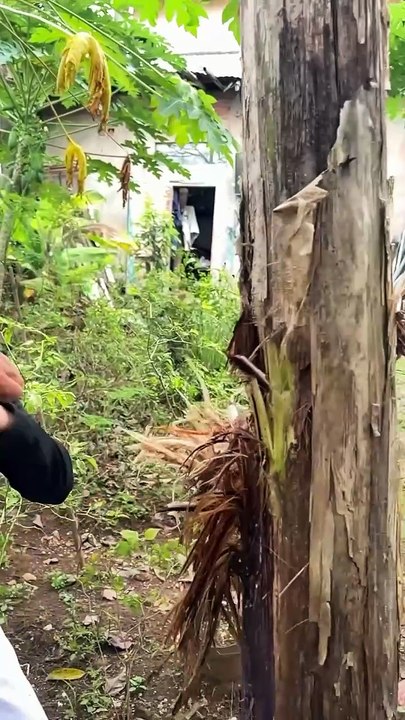 Girl Knocks Down a Tree with Powerful Punches | Unbelievable Strength!