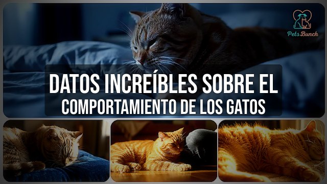Datos Increíbles del Comportamiento de los Gatos: Curiosidades Felinas