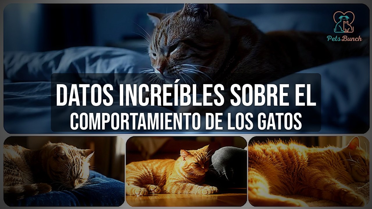 Datos Increíbles del Comportamiento de los Gatos: Curiosidades Felinas
