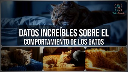 Datos Increíbles del Comportamiento de los Gatos: Curiosidades Felinas