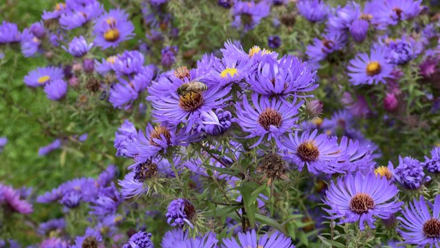 Les photographes au cœur des jardins de Laquenexy !