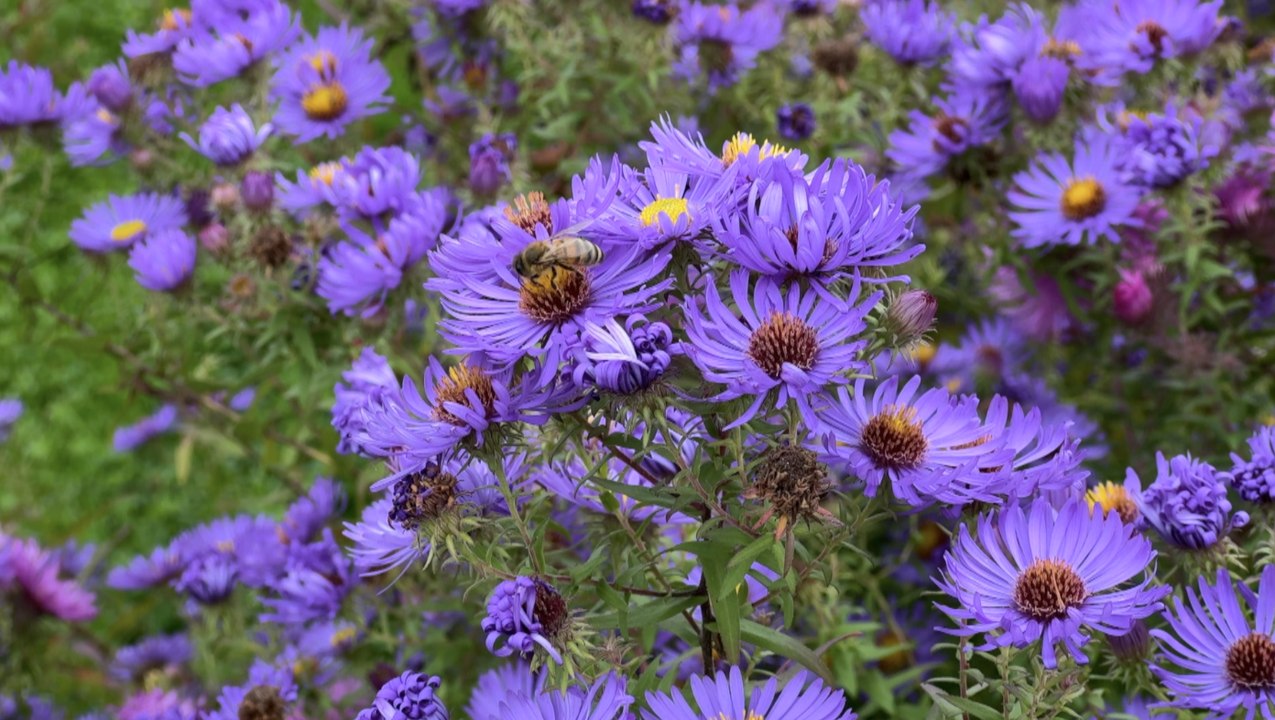Les photographes au cœur des jardins de Laquenexy !
