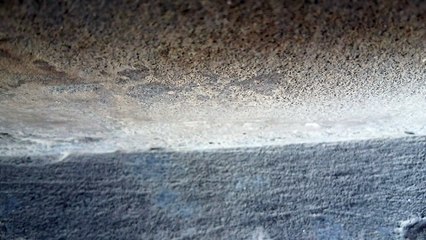 Ants form their lines