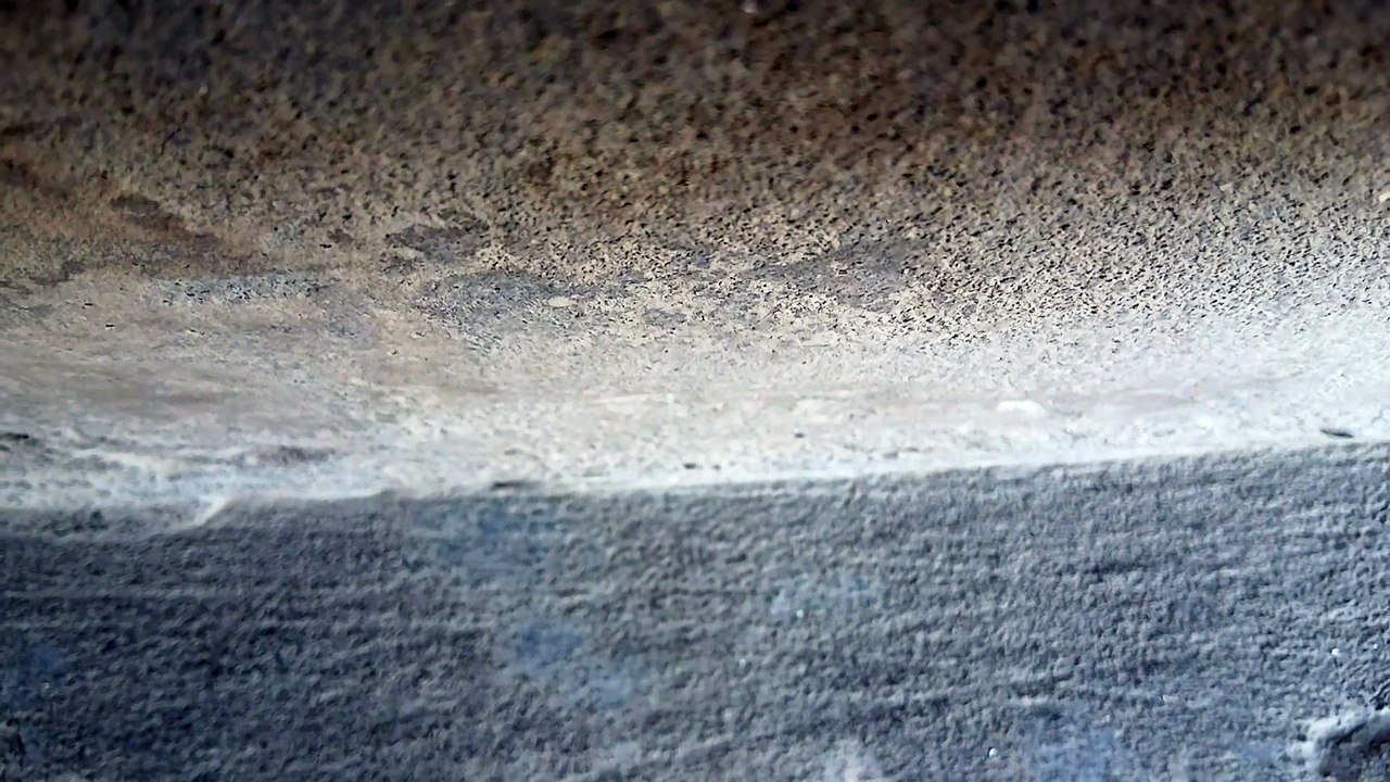 Ants form their lines