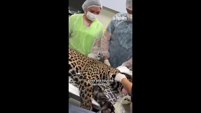 Des militaires sauvent un jaguar blessé de la noyade