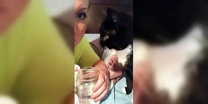 Funny cats